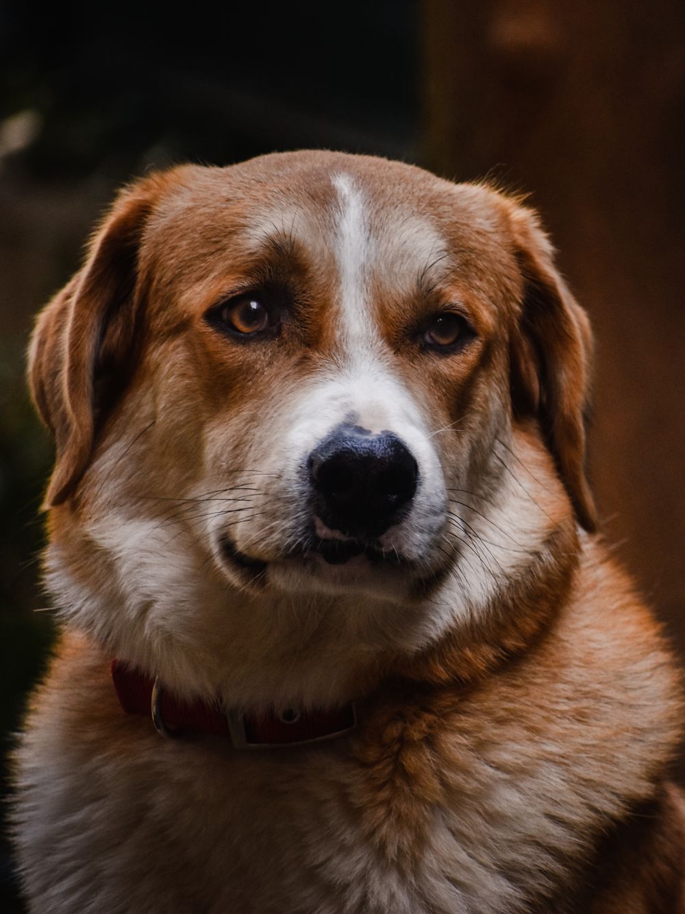 A dog looking at the camera with its eyes and markings clearly visible